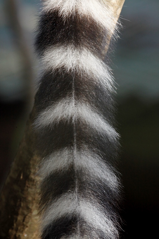 maki tail